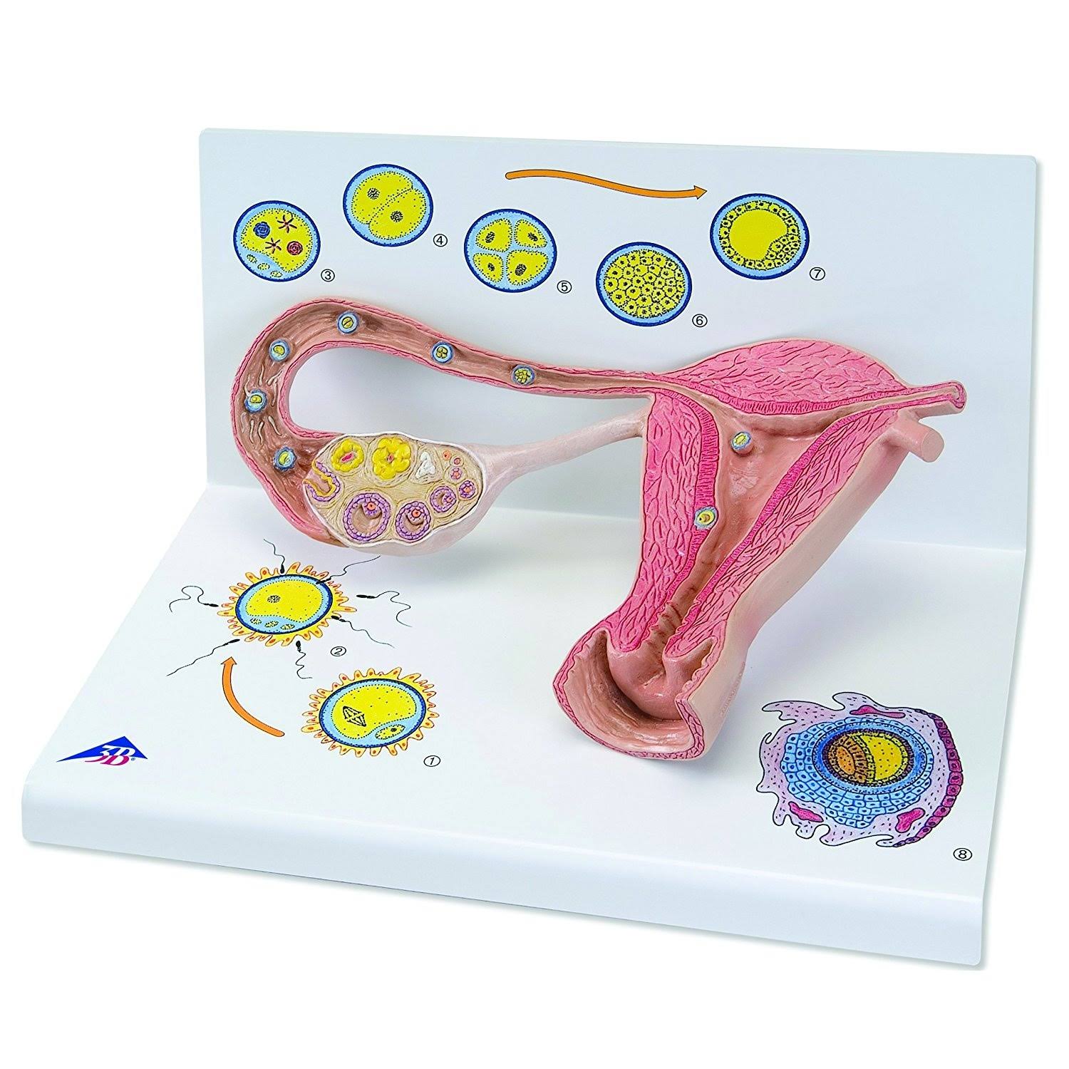 Stages of Fertilization and of The Embryo, 2-times Magnification L440