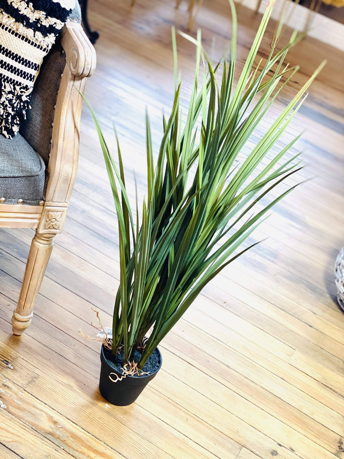 Potted Grass with Roots J513947