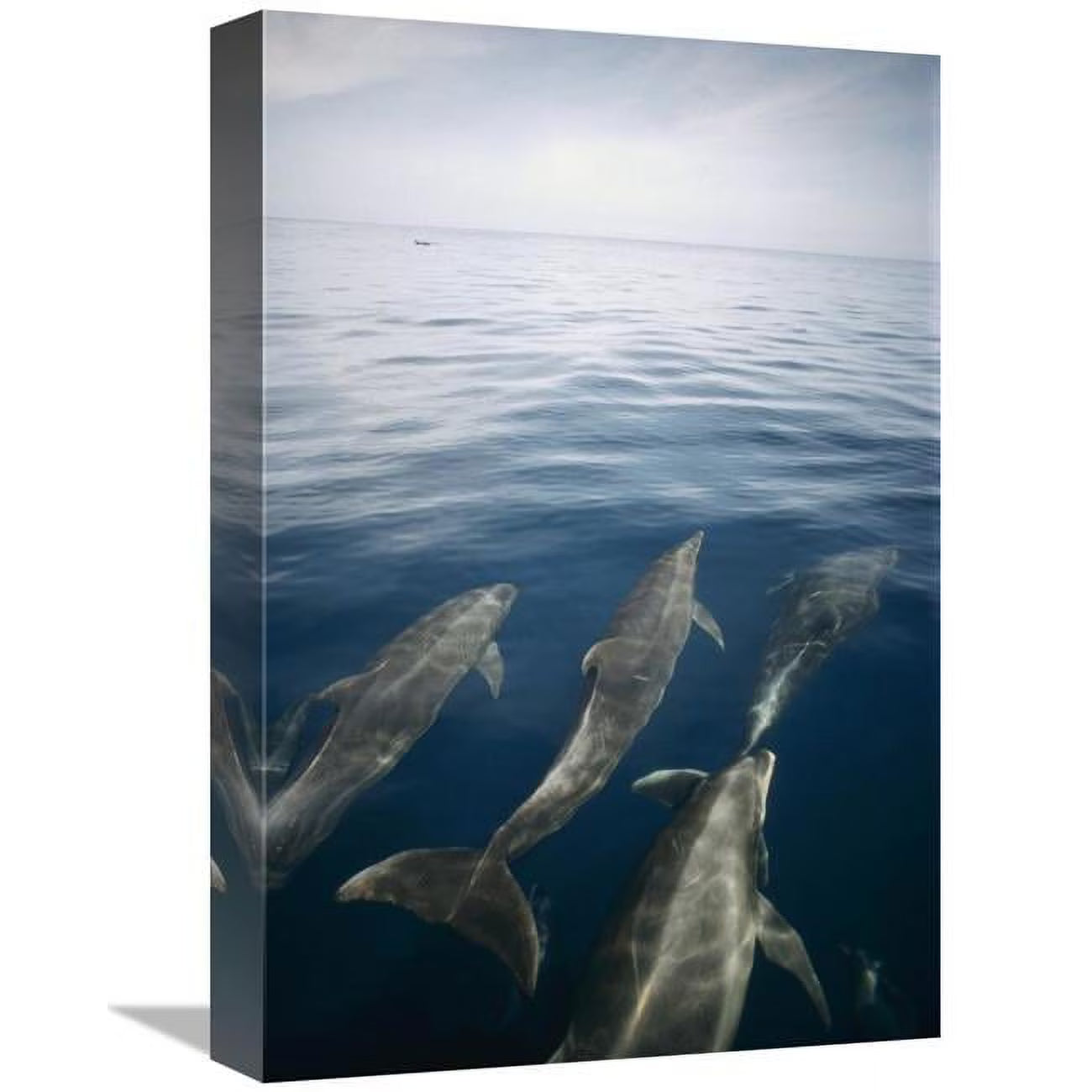 Bottlenose Dolphin Pod Surfacing Art Print O938810